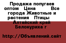 Продажа попугаев оптом › Цена ­ 500 - Все города Животные и растения » Птицы   . Алтайский край,Белокуриха г.